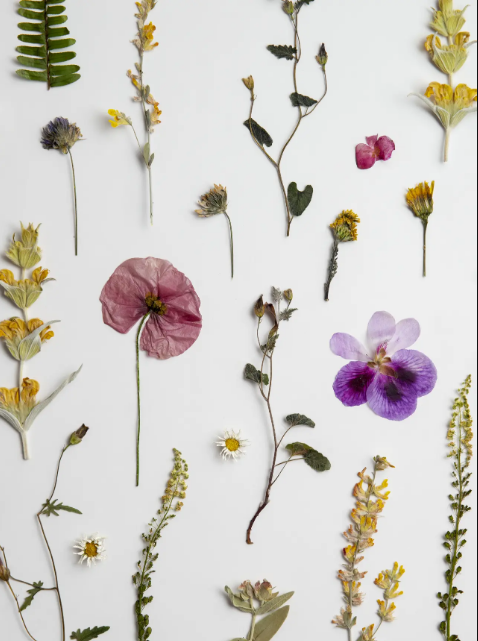 Exposition de fleurs séchées au moulins des baronnies